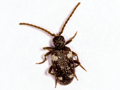 Ptinus sexpunctatus